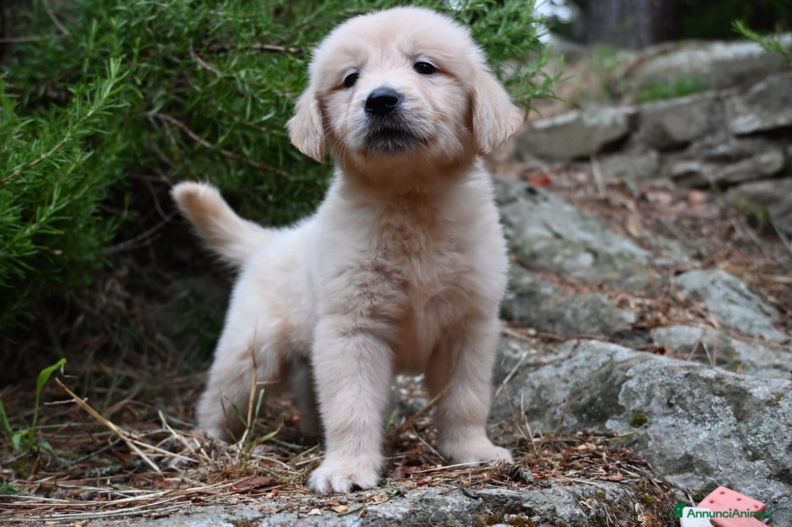 Golden Retriever cani Golden retriever  - Annuncio 12