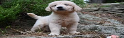 Golden Retriever cani in vendita: Golden retriever  - Annuncio 1