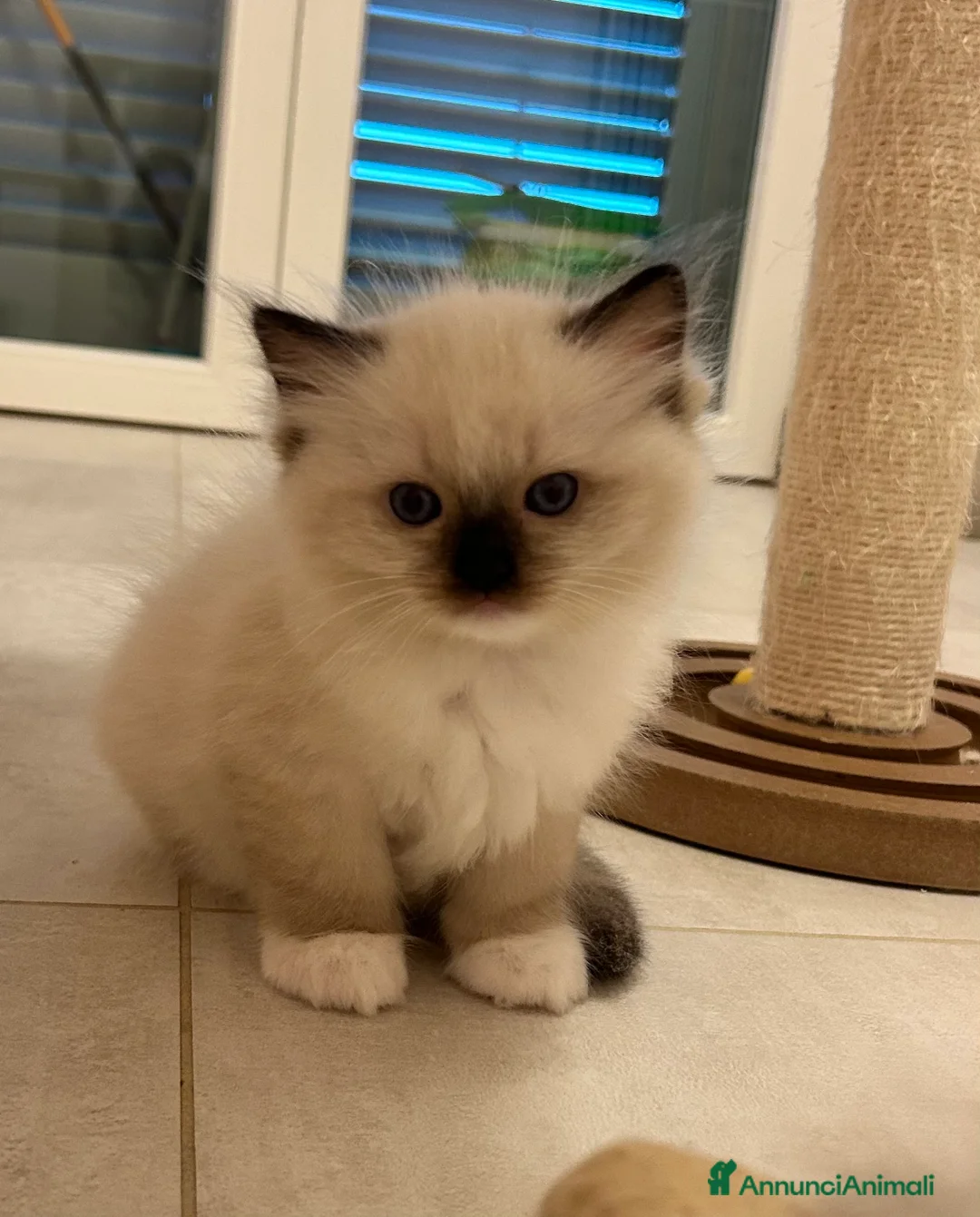 Ragdoll gatti in vendita: Cuccioli Ragdoll con Pedigree  - Annuncio 4