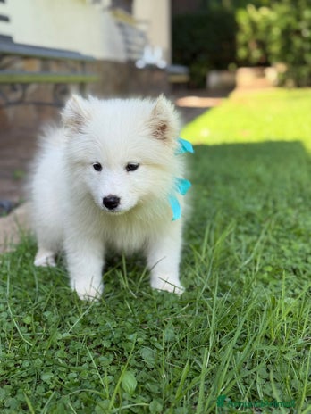 Samoiedo cani - Annuncio 2