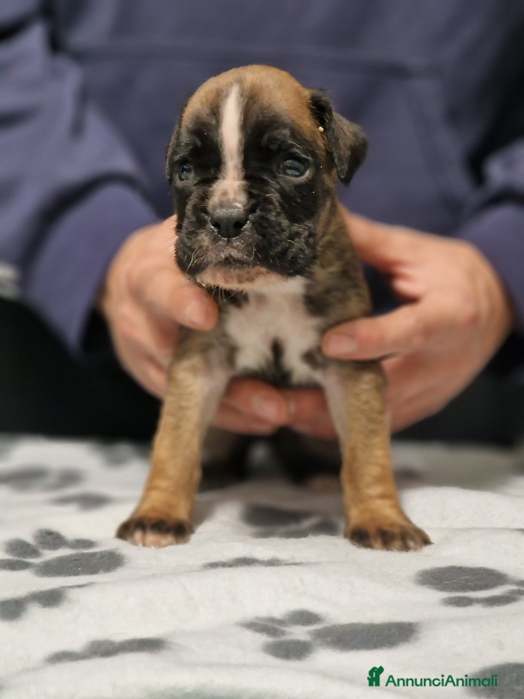 Boxer cani in vendita: Boxer cuccioli con pedigree - Annuncio 12