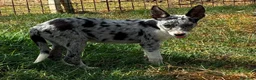 Border Collie cani in vendita: Border collie blue merle  a Provincia di Latina - Annuncio 4
