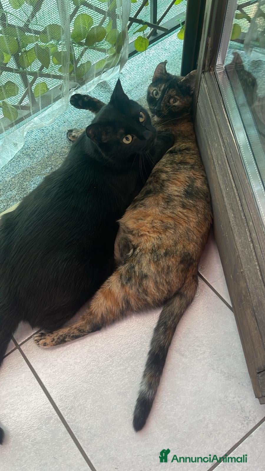 Meticcio gatti Affido del cuore due mici inseparabili  - Annuncio 2