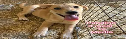 Meticcio cani in regalo: CUCCIOLI, URGENTE: TEMPO SCADUTO  a Provincia di Arezzo - Annuncio 11