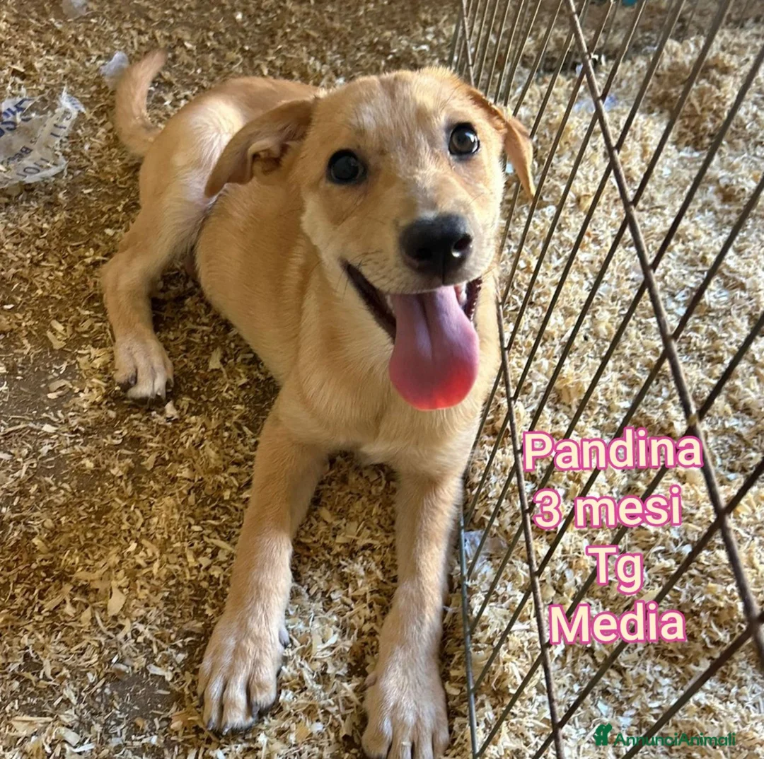 Meticcio cani in regalo: CUCCIOLI, URGENTE: TEMPO SCADUTO  a Provincia di Arezzo - Annuncio 11