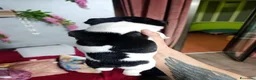 Bulldog Francese cani in vendita: Cuccioli di bulldog francese  a Città metropolitana di Palermo - Annuncio 23