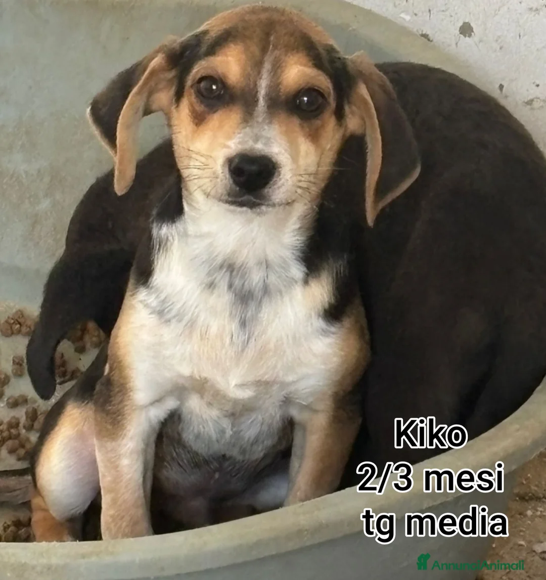 Meticcio cani in regalo: CUCCIOLI SENZA CASA TENERISSIMI  - Annuncio 5