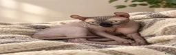 Sphynx gatti per accoppiamento: DISPONIBILE PER MONTA SPHYNX ELF MASCHIO a Città Metropolitana di Bologna - Annuncio 3