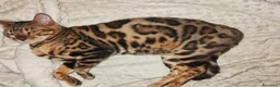 Bengala gatti in vendita: Gatto Bengala Femmina  - Annuncio 2