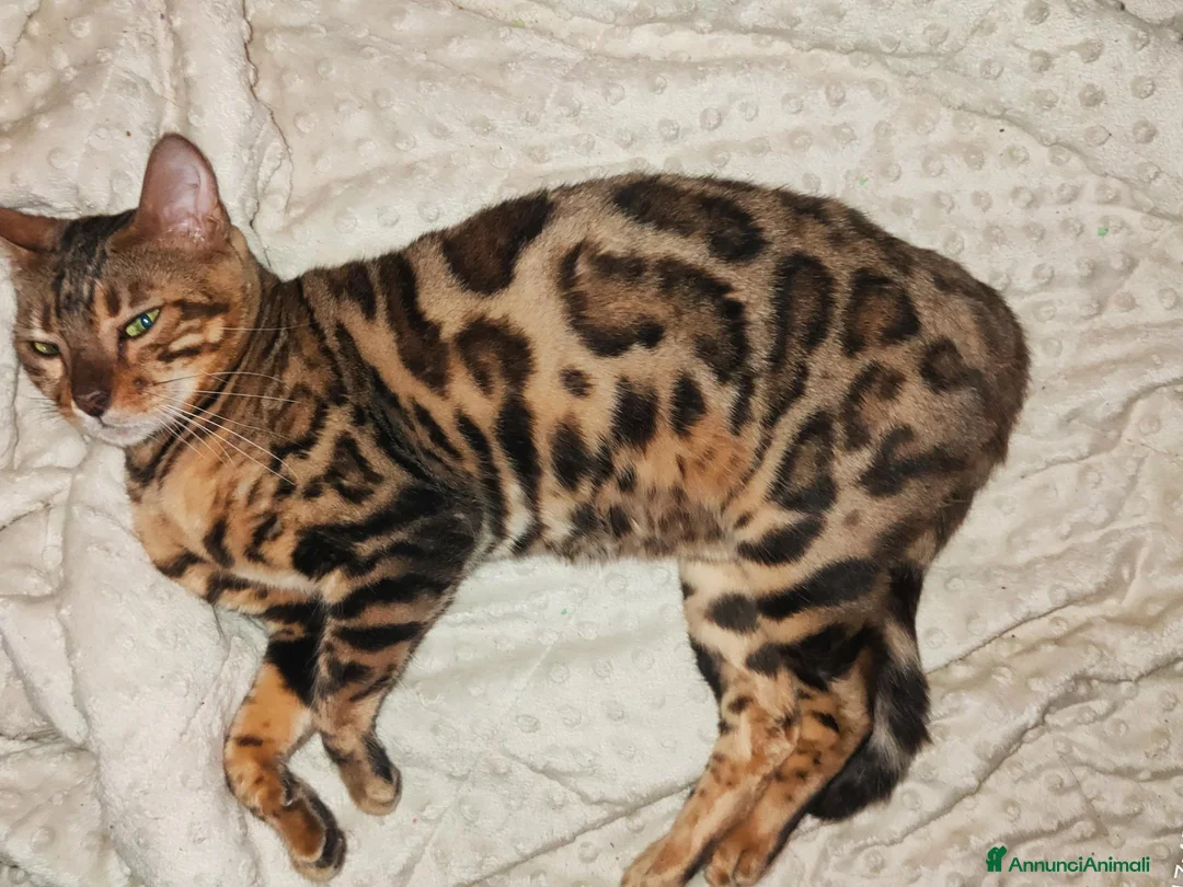 Bengala gatti in vendita: Gatto Bengala Femmina  - Annuncio 2