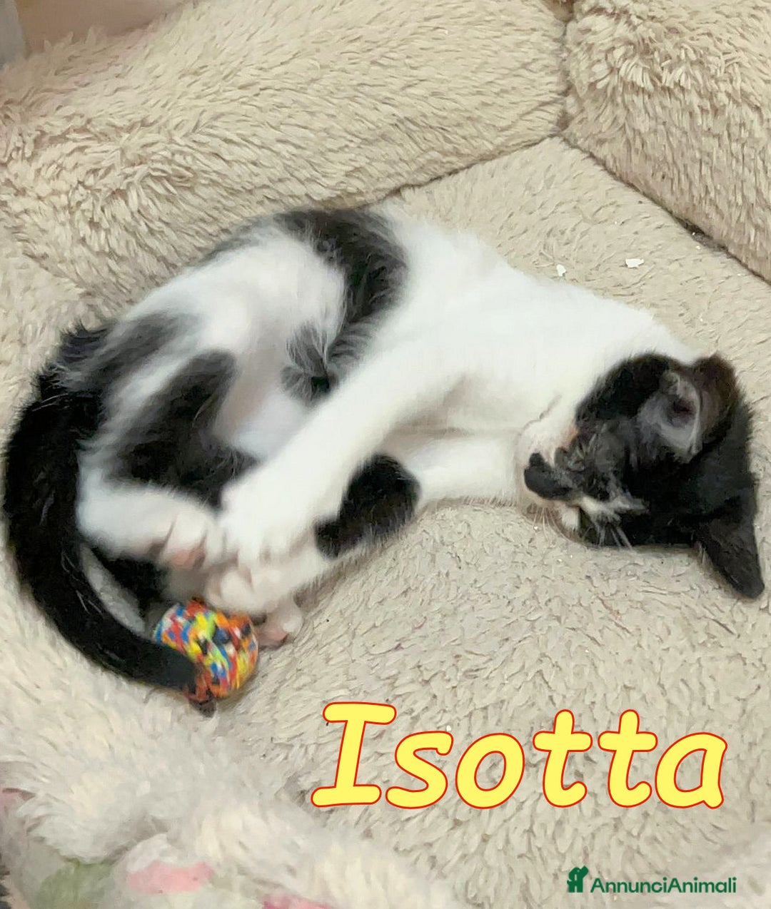 Europeo gatti in regalo: 🩷🧸#ISOTTA PANCINO PELUCHE - Annuncio 3