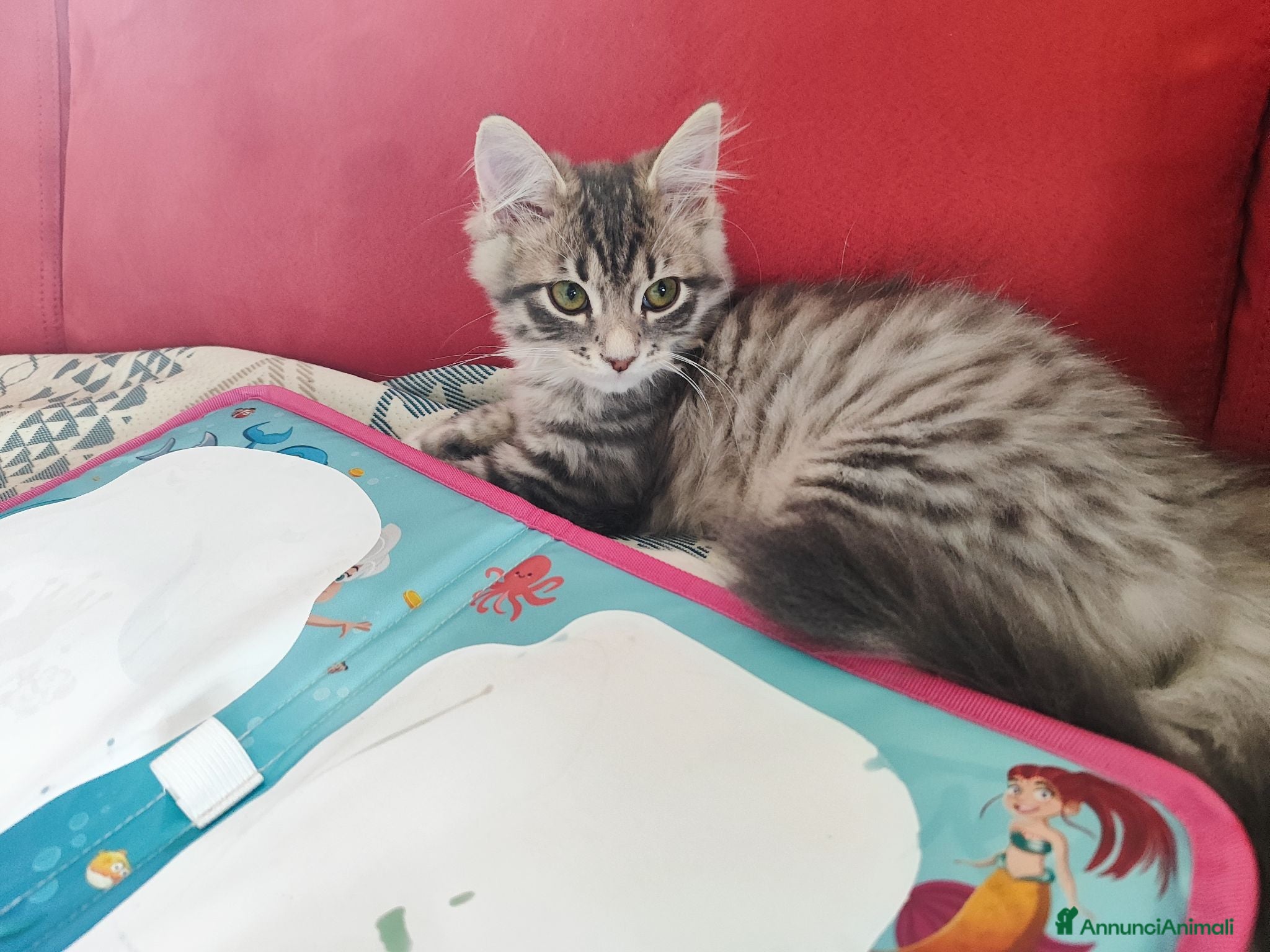 Siberiano gatti Cucciola siberiana in vendita  - Annuncio 14