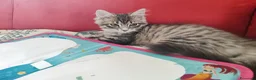 Siberiano gatti in vendita: Cucciola siberiana in vendita  - Annuncio 1