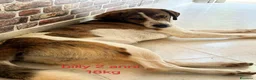 Meticcio cani in regalo: Cagnolini di taglia media  - Annuncio 3