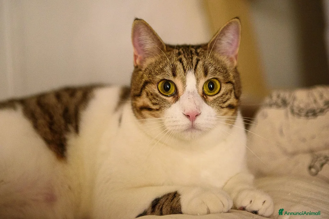 Europeo gatti in regalo: Luz e Blanca, una mamma e la sua piccola ombra - Annuncio 6