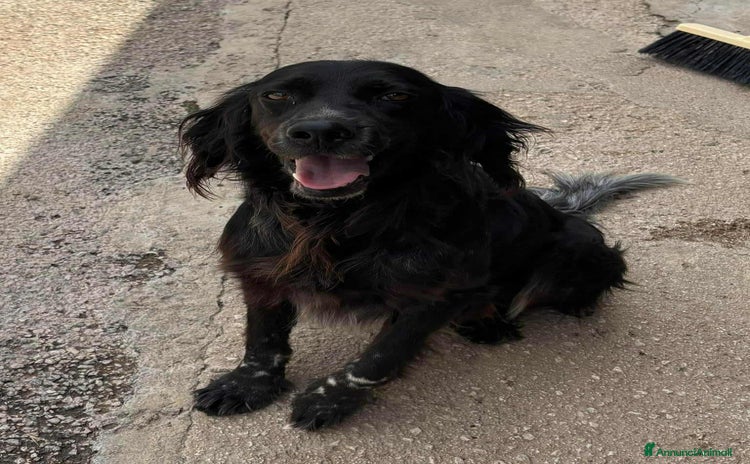 Setter Inglese cani - Annuncio 2