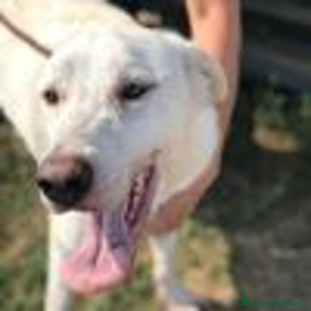 Labrador cani in regalo: BOSTON, OCCHI DOLCISSIMI a Provincia di Latina - Immagine 8