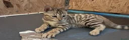 Bengala gatti in vendita: Cuccioli bengala con pedegree a Provincia di Parma - Annuncio 3