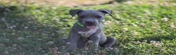 Pitbull cani in vendita: Cuccioli Pit Bull con pedigree anche a rate - Annuncio 4