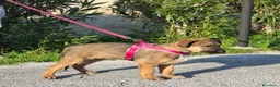 Meticcio cani in regalo: Fucsia Cerca Famiglia. Info Monica 3890238584 a Città Metropolitana di Firenze - Annuncio 6
