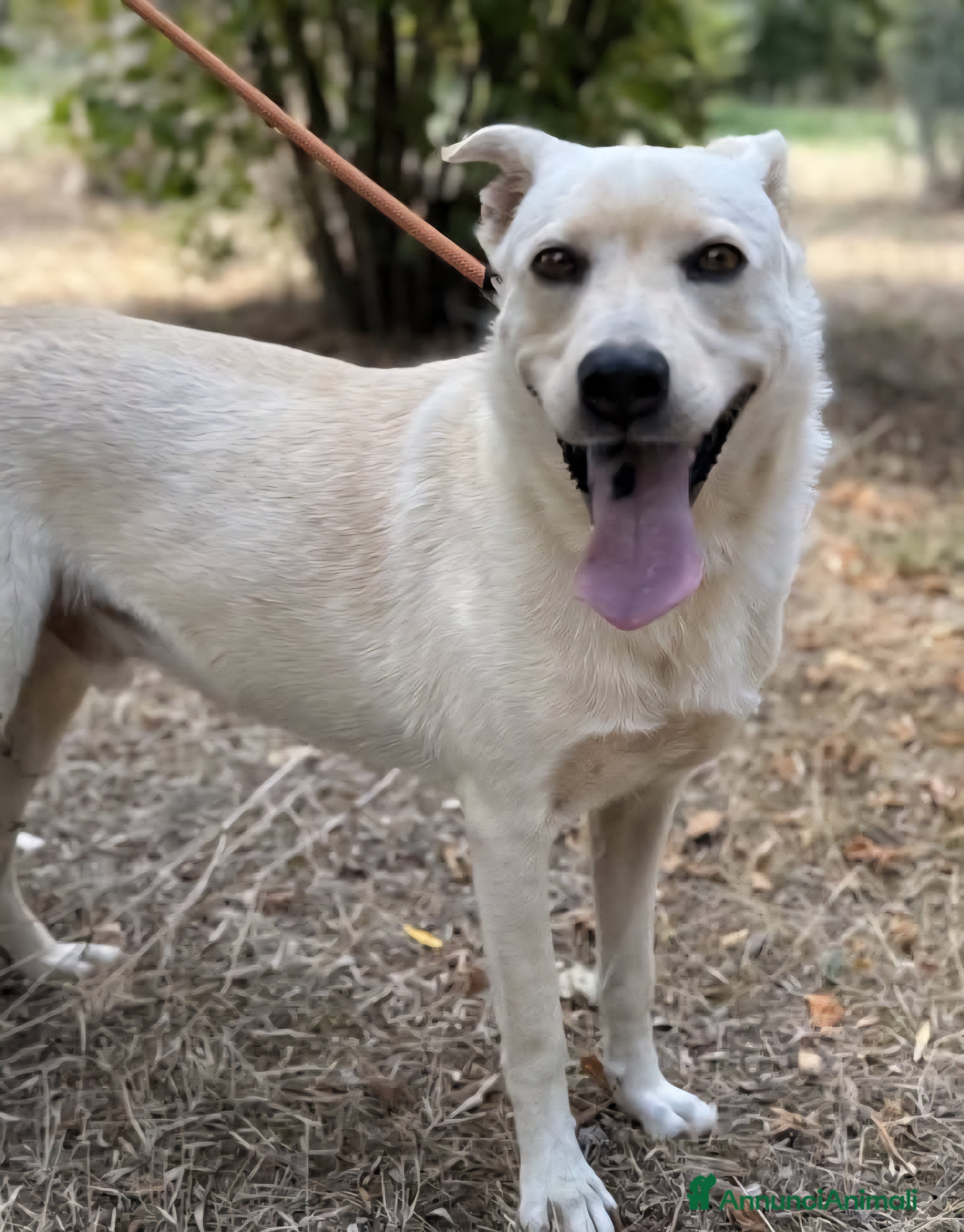 Labrador cani Aron cerca casa - Annuncio 4