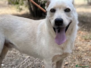 Labrador cani Aron cerca casa - Annuncio 4