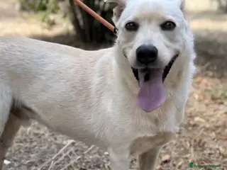 Labrador cani Aron cerca casa - Annuncio 10