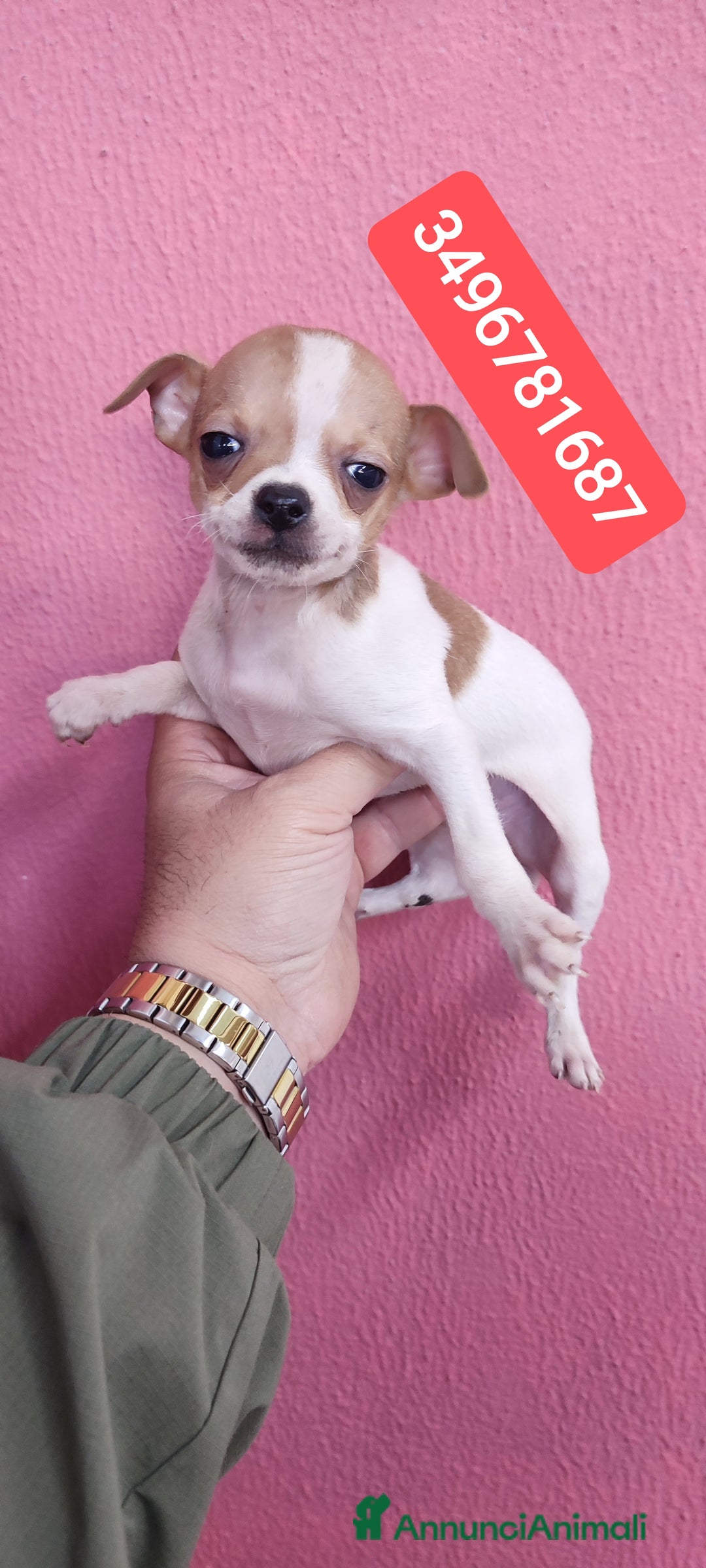 Chihuahua cani in vendita: CHIHUAHUA ultimi cucciolini - Annuncio 1