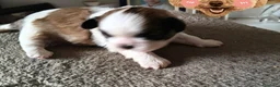 Shih Tzu cani in vendita: Shih tzu  - Annuncio 4