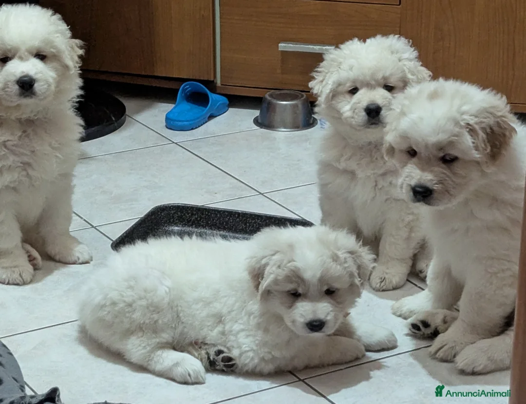 Pastore Maremmano cani in regalo: cuccioli maremmani - Annuncio 7