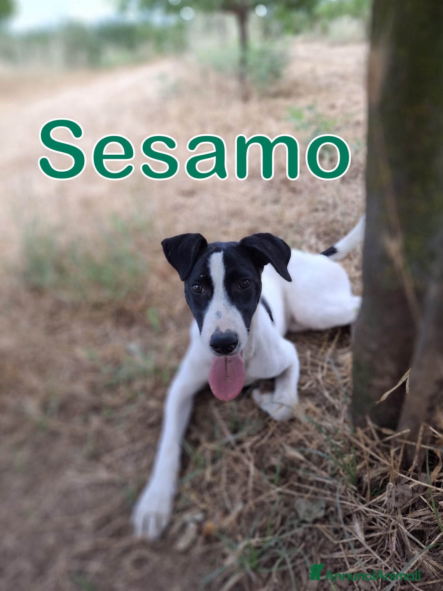 Meticcio cani SESAMO 💙 la mascherina da supereroe ce l’ha già - Annuncio 1
