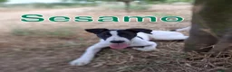 Meticcio cani in regalo: SESAMO 💙 la mascherina da supereroe ce l’ha già a Provincia di Parma - Annuncio 1
