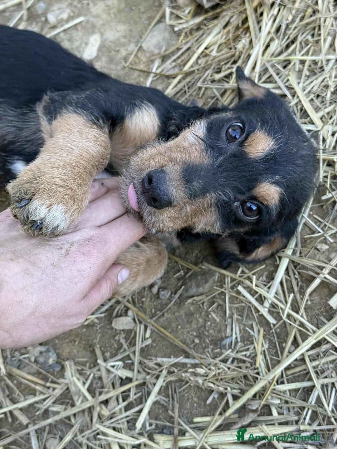 Meticcio cani in regalo: LENY, affettuoso cucciolo TG PICCOLA! Zampecorte - Annuncio 2