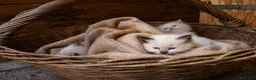 Ragdoll gatti in vendita: Ragdoll cuccioli con pedigree  - Annuncio 1