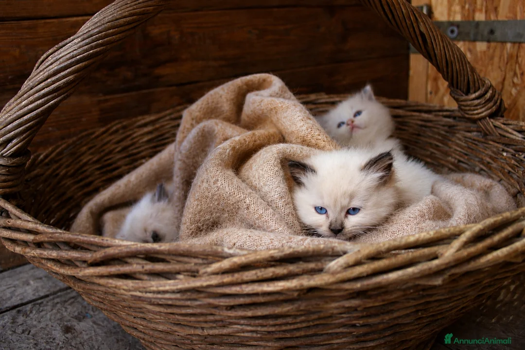 Ragdoll gatti in vendita: Ragdoll cuccioli con pedigree  - Annuncio 1