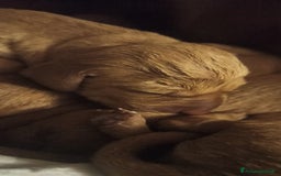 Vizsla cani in vendita: Cucciolata Vizla - Bracco Ungherese - Immagine 6