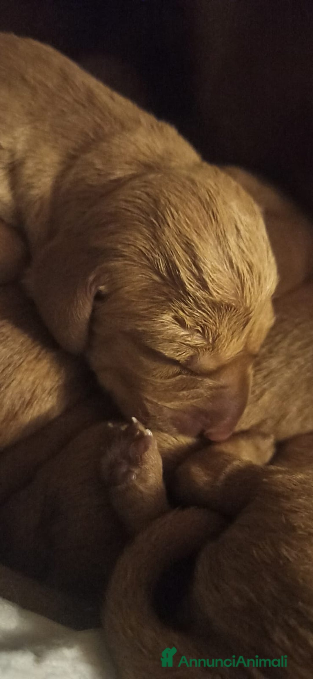 Vizsla cani in vendita: Cucciolata Vizla - Bracco Ungherese - Immagine 6