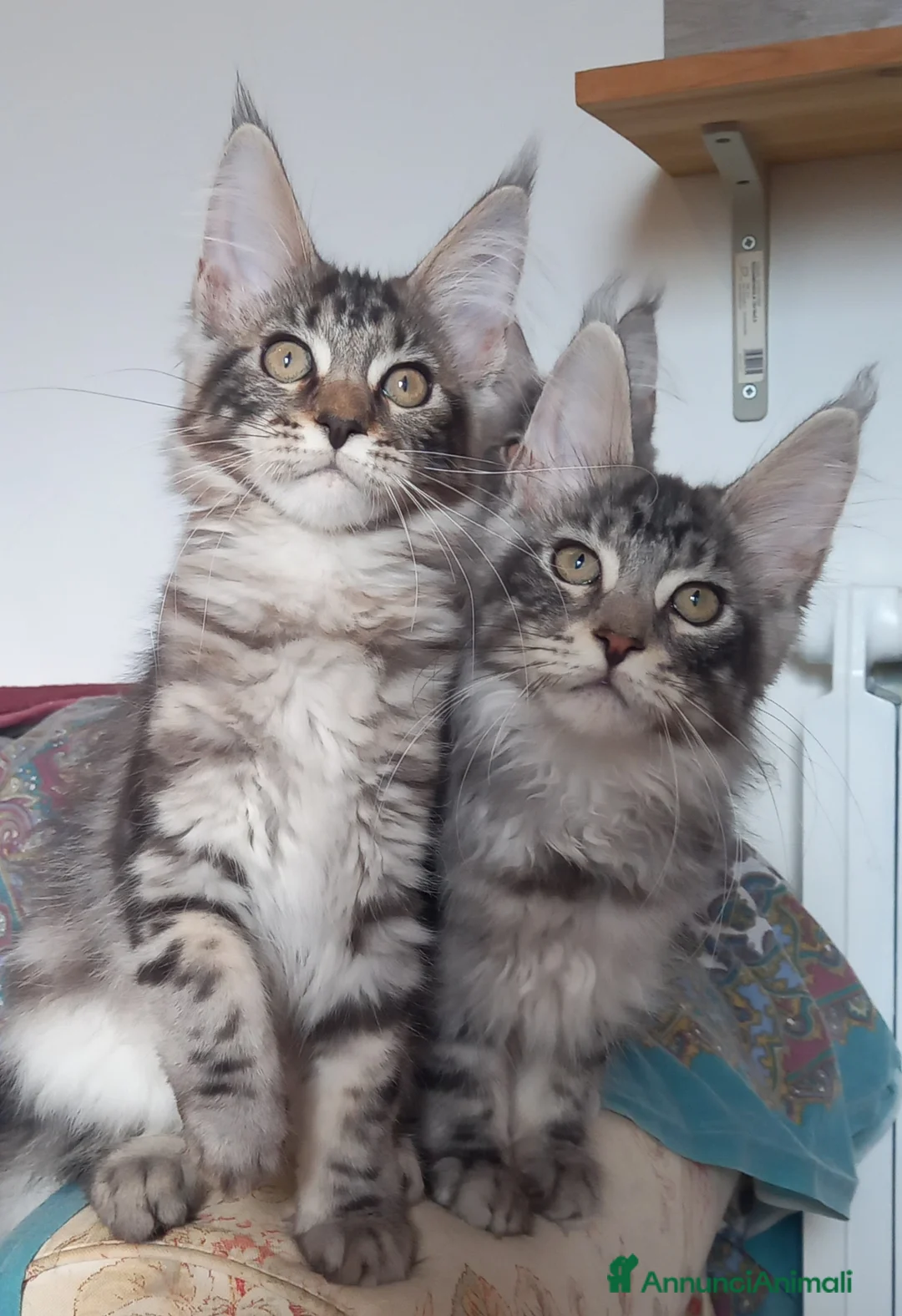 Maine Coon gatti in vendita: Stupendi piccoli Maine coon - Annuncio 6
