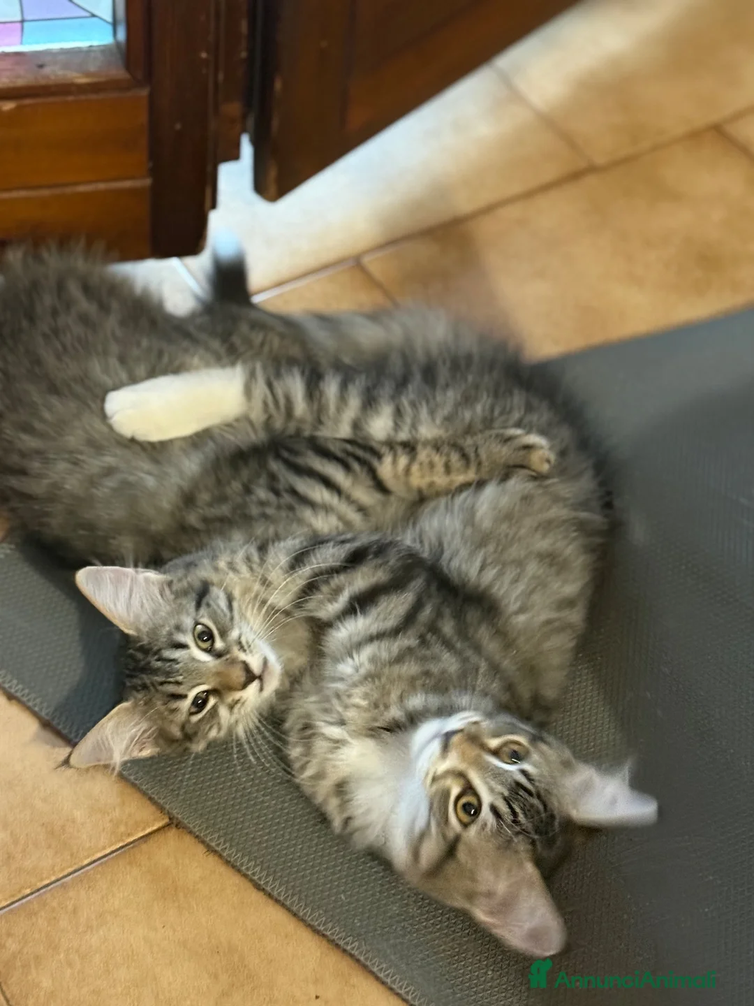 Maine Coon gatti in vendita: Maine coon femmine - Annuncio 2