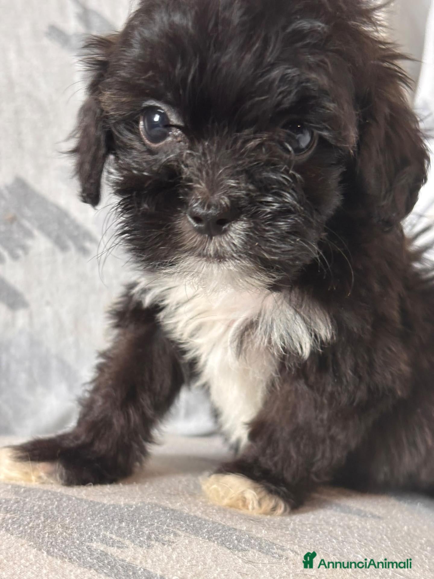 Shihpoo cani Cuccioli di Shihpoo - Annuncio 6