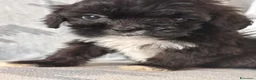 Shihpoo cani in vendita: Cuccioli di Shihpoo - Annuncio 1