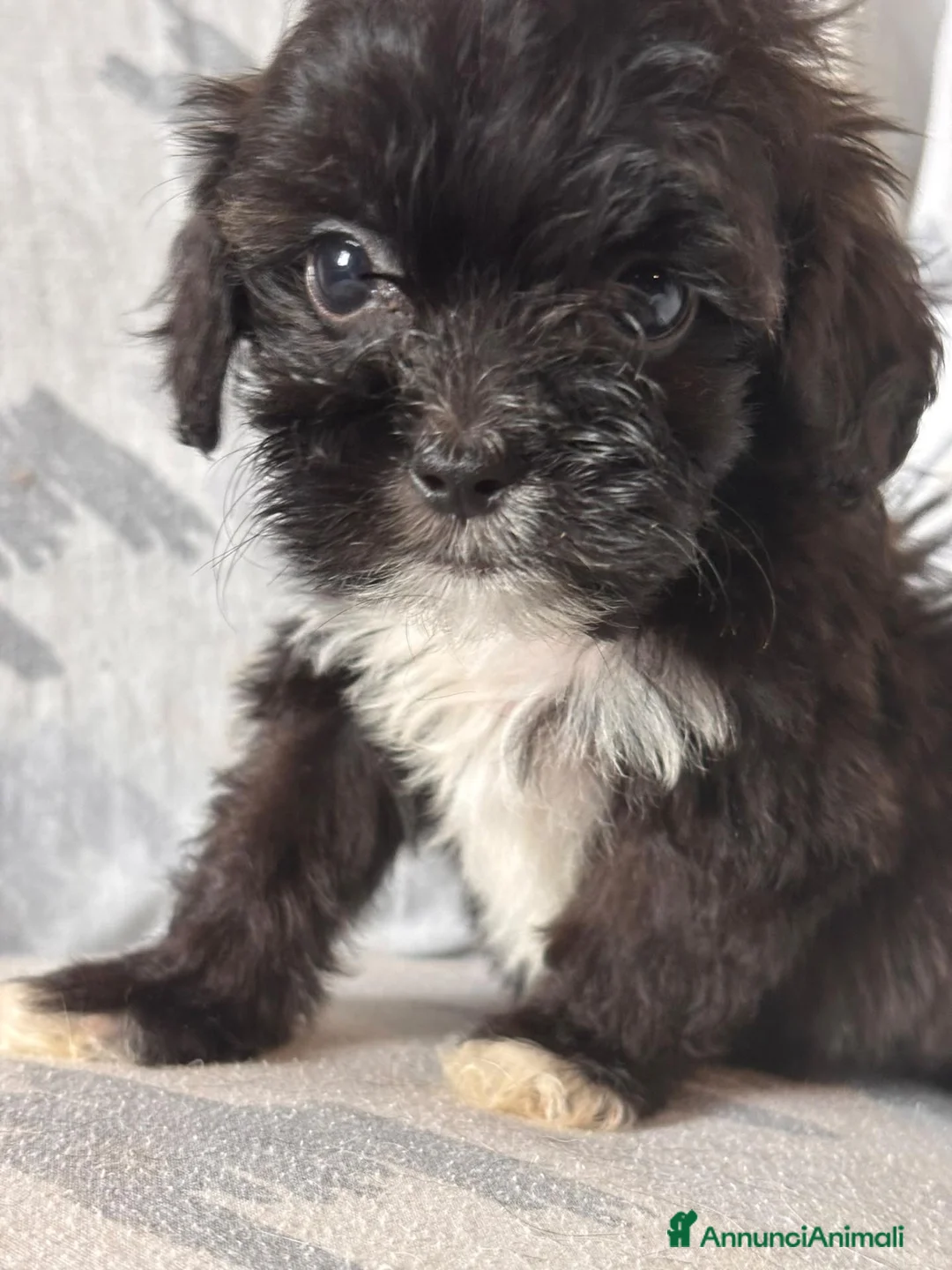 Shihpoo cani in vendita: Cuccioli di Shihpoo - Annuncio 1