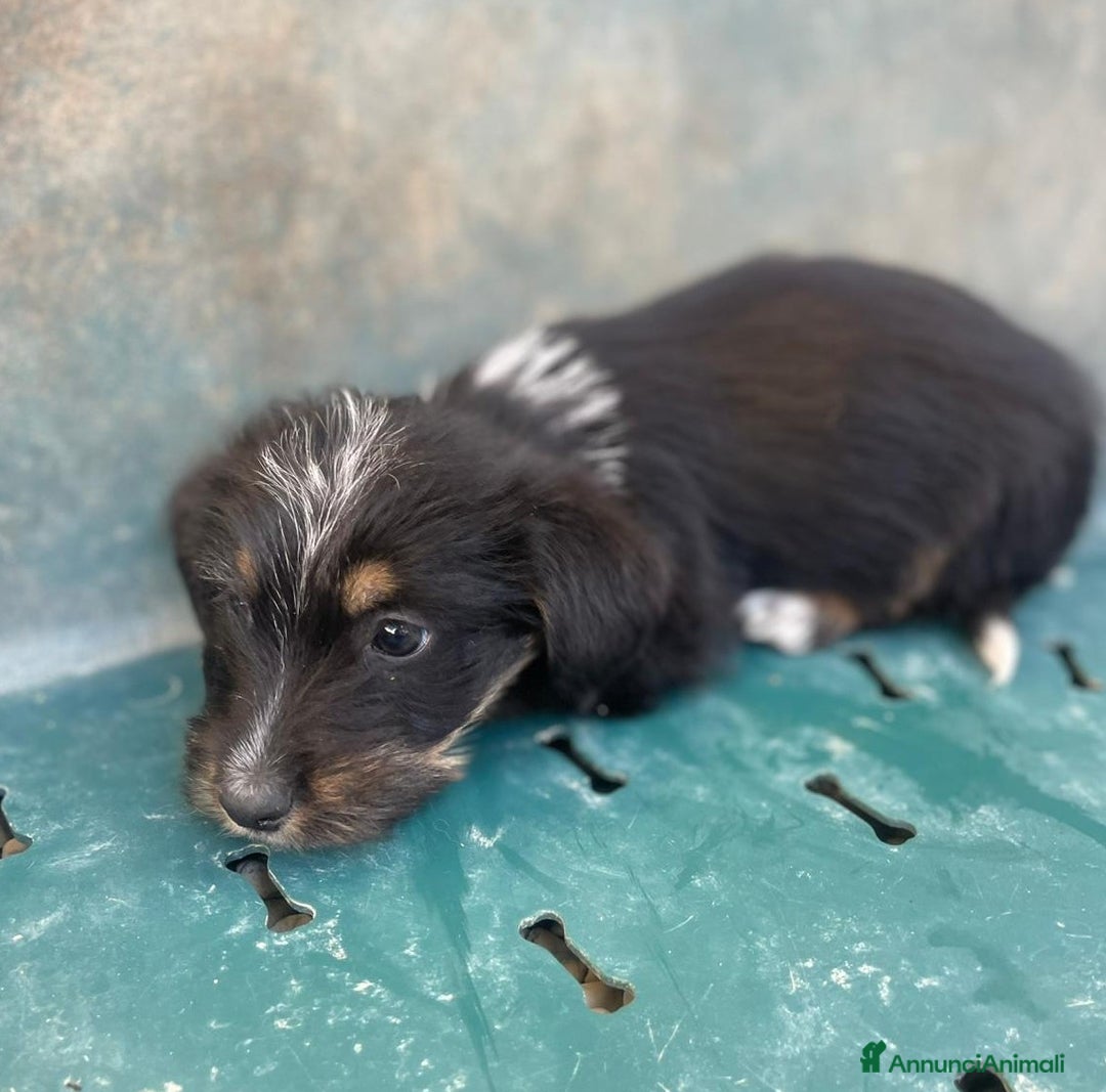 Meticcio cani in regalo: LE DOLCI PIETRE PREZIOSE - Annuncio 27