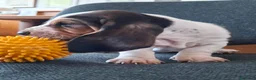Bassethound cani in vendita: Cucciolata Bassethound  a Città metropolitana di Milano - Annuncio 14