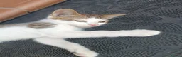 Europeo gatti in regalo: Fratellini cercano casa - Annuncio 6