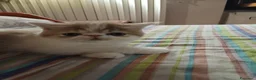 Persiano gatti in vendita: GATTINI PERSIANI - Annuncio 4