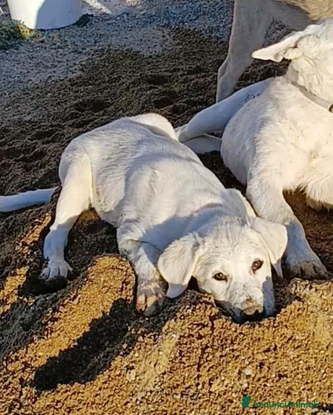 Pastore Abbruzzese Maremmano cani Cucciole di maremmano in regalo  - Annuncio 16