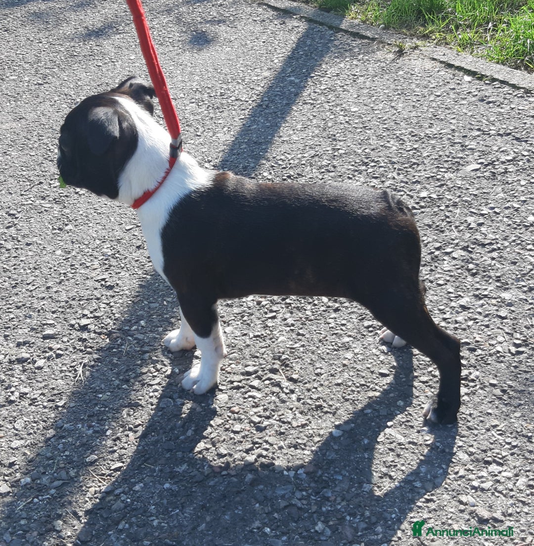 Boston Terrier cani in vendita: Cuccioli di Boston terrier con pedigree  - Annuncio 6