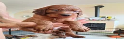 Setter Irlandese cani in vendita: Cucciolata Elsa e Liam a Provincia di Alessandria - Annuncio 7