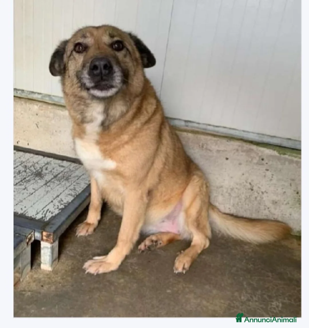 Meticcio cani in regalo: 11anni(4anni a catena)in canile dal 2017!LOMBARDIA a Città metropolitana di Milano - Annuncio 1